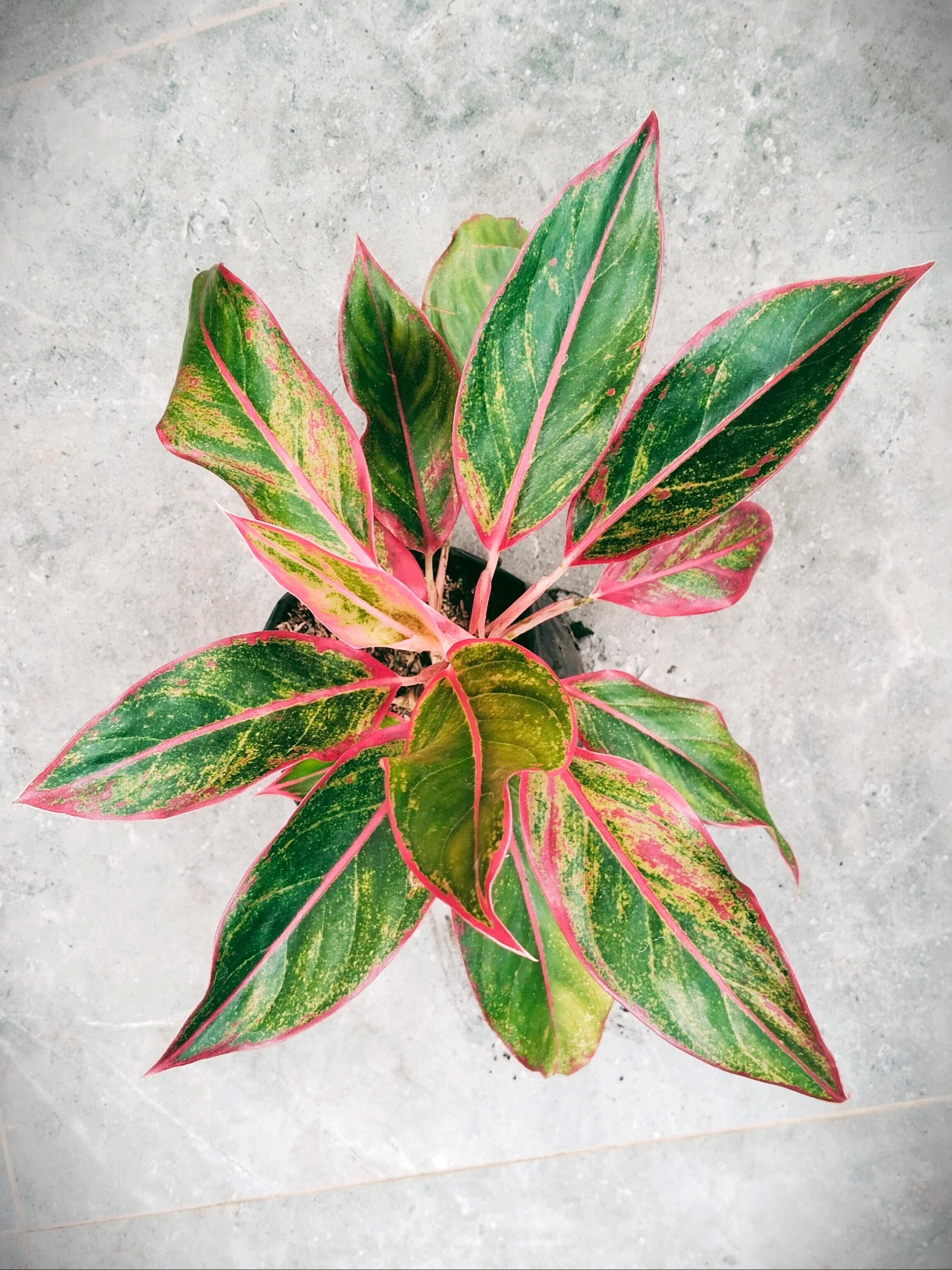 Aglaonema ‘Siam Aurora’